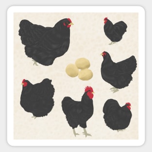 Black Orpington Chicken White Sticker